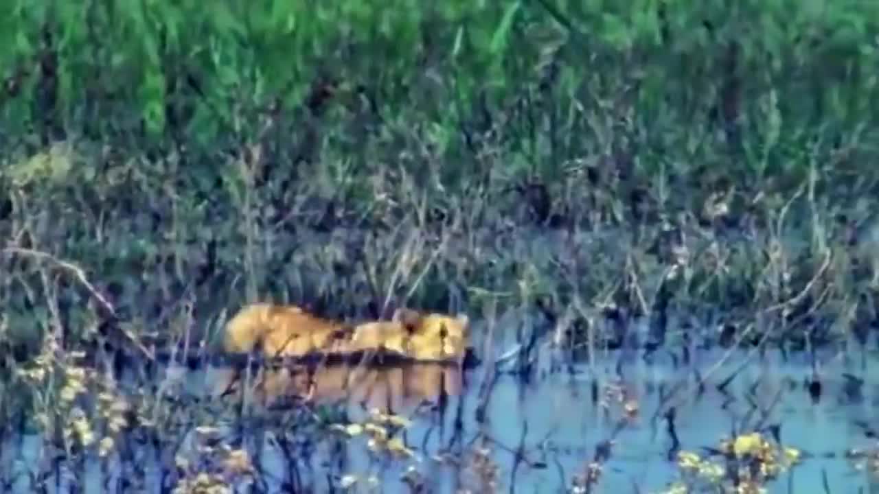 Crocodile Destroys Lion King in 10 second Elephant vs Crocodile Elephant Rescue Buffalo From Lion