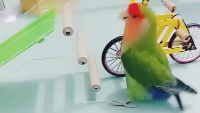 Amazing Parrot Video So cute.