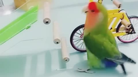 Amazing Parrot Video So cute.