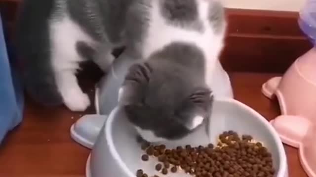 Don't try me cat