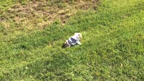 Puppy Haivng Fun