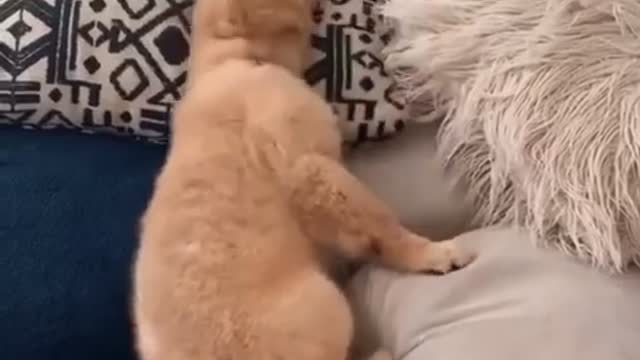 Oh no, oh no Golden Retriever