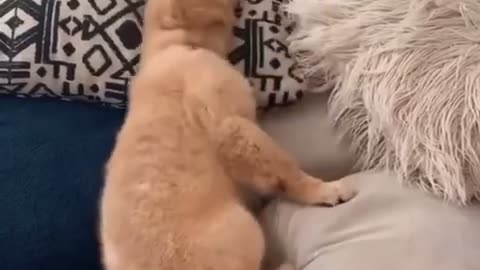 Oh no, oh no Golden Retriever