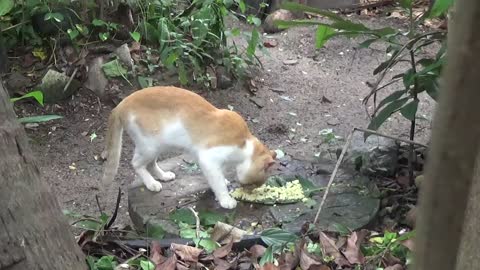 Tom cat looking forward for more 😋🍔🍕🍖🍗🍚