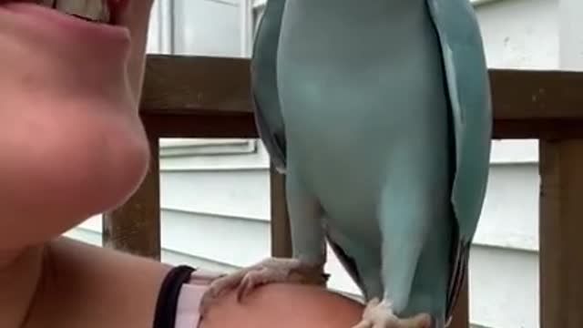 Cute parrot 🦜😍