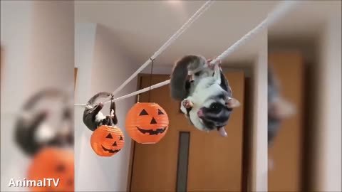 #Funny4U - SUGAR GLIDERS Flying - Funny & Cute Compilation