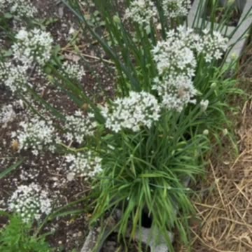 Bunching Onion Seeds