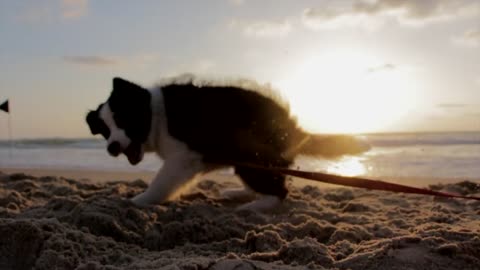 Dog funny.cute dog