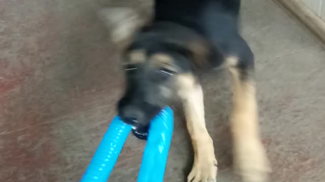 puppy Semyon and his friends, щенок #chorts