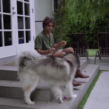 Cat & Dog Soo # Cute ♥ Moment Funny Animal Videos 2021 #short video#