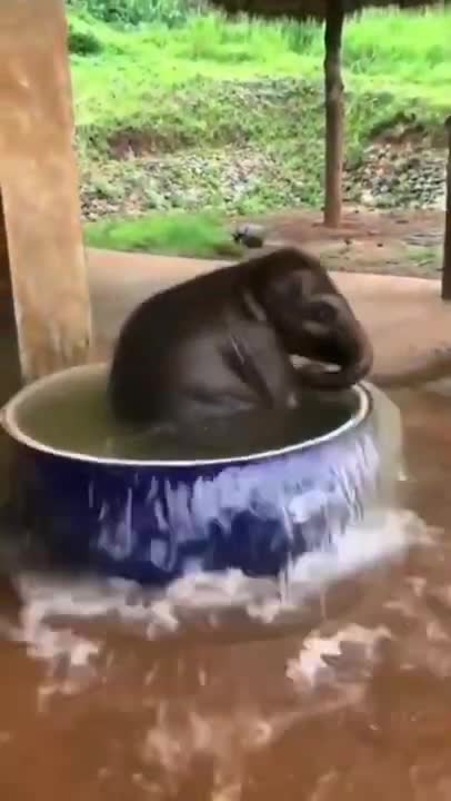 Most Funny and Cute Baby Elephant Videos Compilation