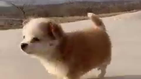 Funny video of pets