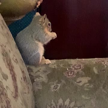 Squirrelly Bob short