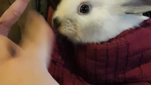 The rabbit is eating grass, but it's so cute