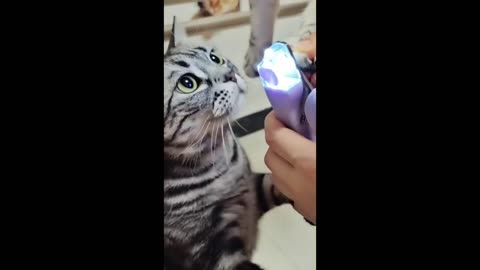 Funny Cute Cat Videos 😼🤣