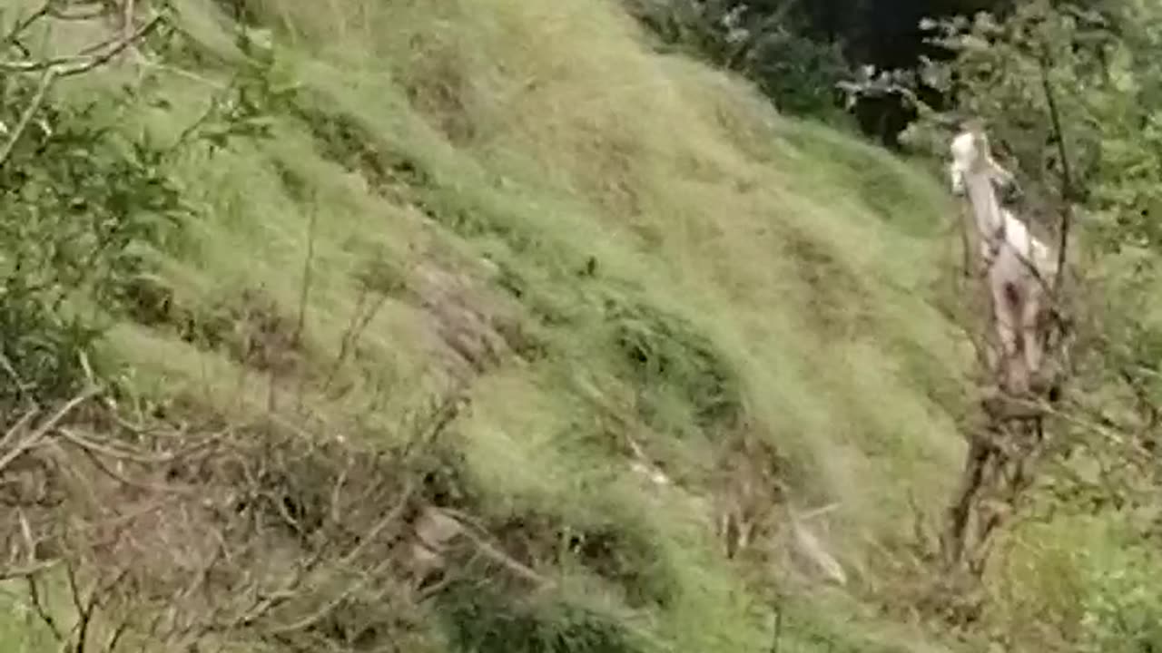Goat on tree