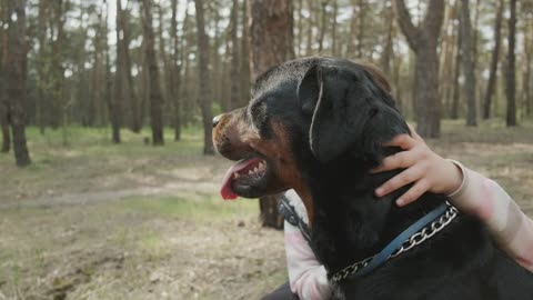 Girl stroking her dog in the forest