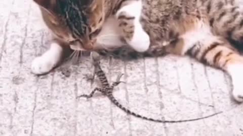 Cat and Lizard biggest fight