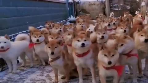 Baby Dogs 🔴 Cute and Funny Dog Videos Compilation #1 | 30 Minutes of Funny Puppy Videos 2021