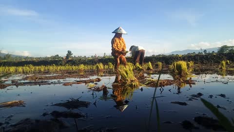 planting rice and nice scenery in the village