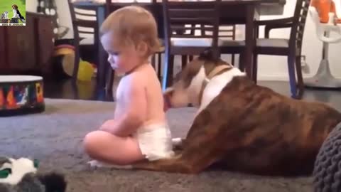 Funny Dog Vídeos ♥ Cute Dog Babies Compilação(2020)