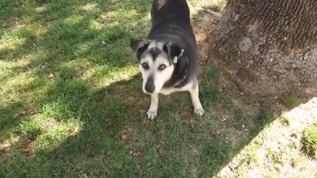 Woww ! ! Poor Stray Dog Just Wants To Eat Something! (Animal Rescue Video)