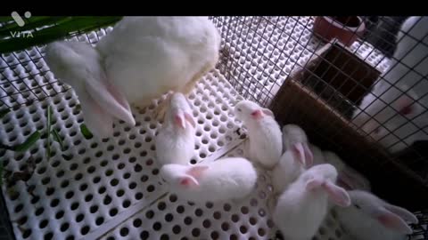 Rabbit Farm Slatted Flooring