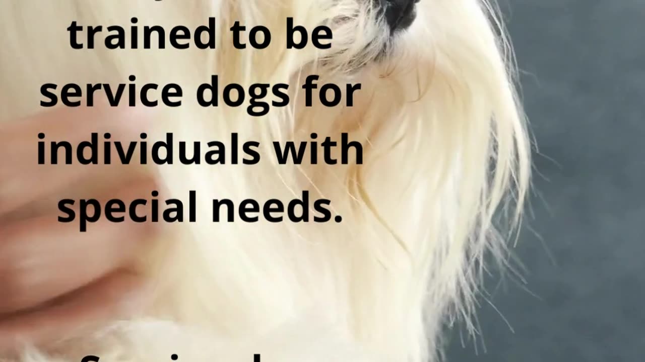 🐶From Epic Rides to Spectacular Tricks: Amazing Dogs🐾