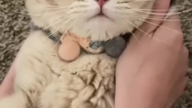 So cute cat videos