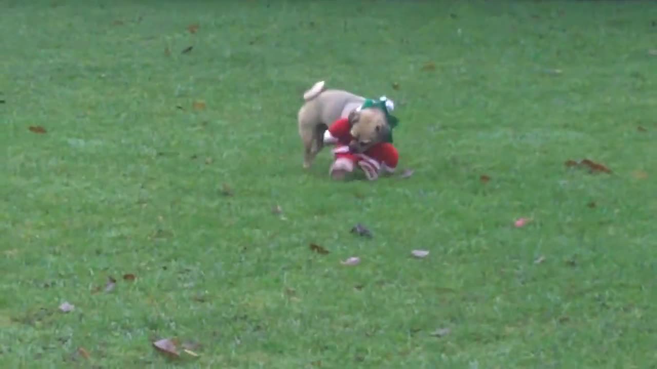 chug dog bridie rips off santa suit