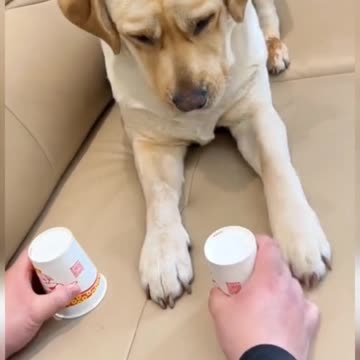 Funny dogs videos part 3 viral Dogs videos. Please Follow My Channel 🙏