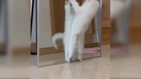 Cat Compilation Part #2 #Shorts