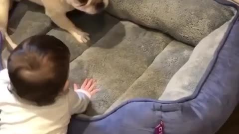 Baby playing with puppy