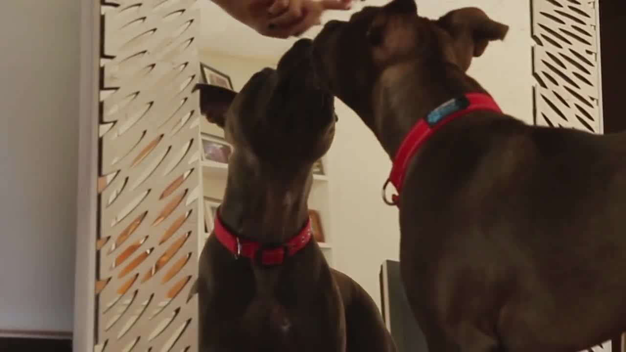 Do Dogs Recognize Their Reflection In The Mirror?