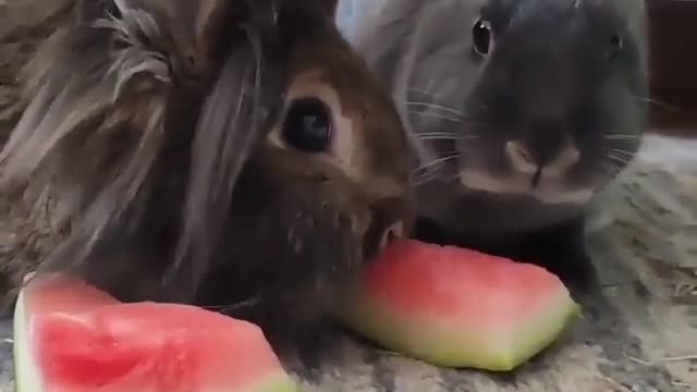 Adorable bunnies eating watermelon