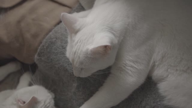 White Crazy cat sleeps in totally awkward position ππΈπΈ
