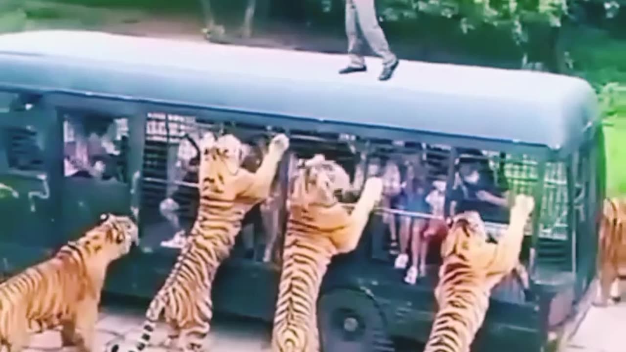 Ops tiger 🐅 humans in safari