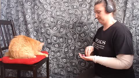 Cat learning tricks