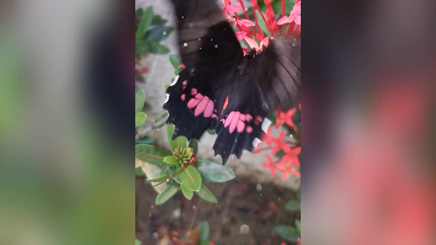 Rain sound with a beautiful butterfly