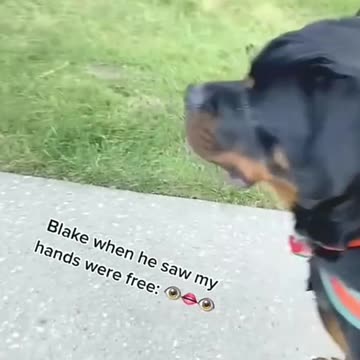 When Your dogs thinks he still on the leash 🤣