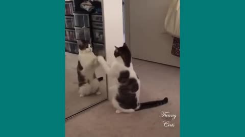 Cats funny videos