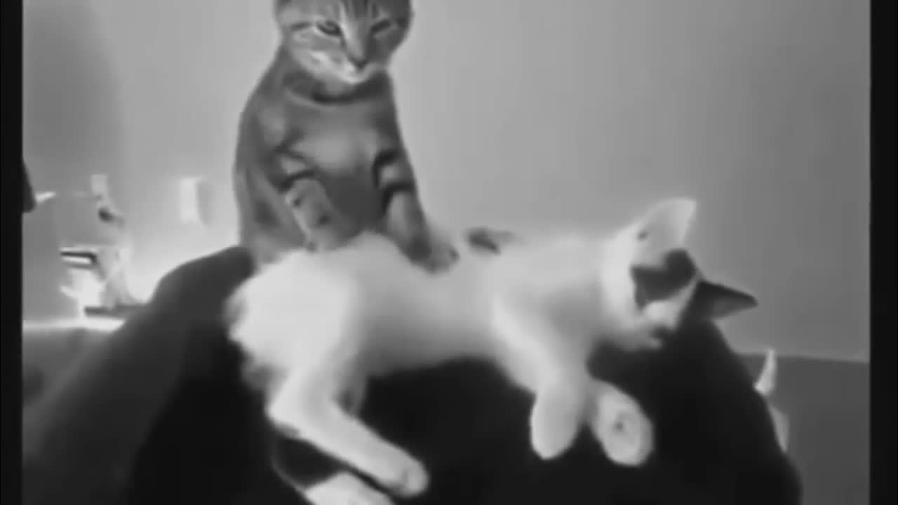 Funny Cat Videos - 1 minute Watch it