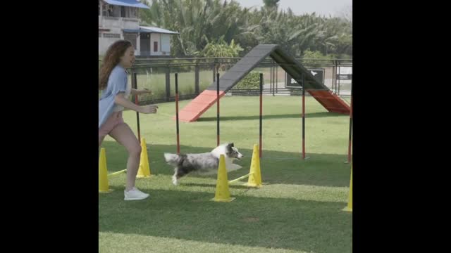 Dog training