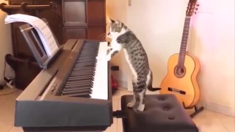 Kitty playing the Keyboard