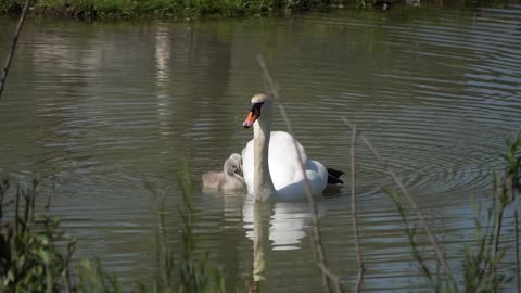 swan and her baby