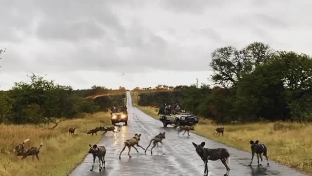 Hungry Hyenas group waiting for others animals. watch till the end