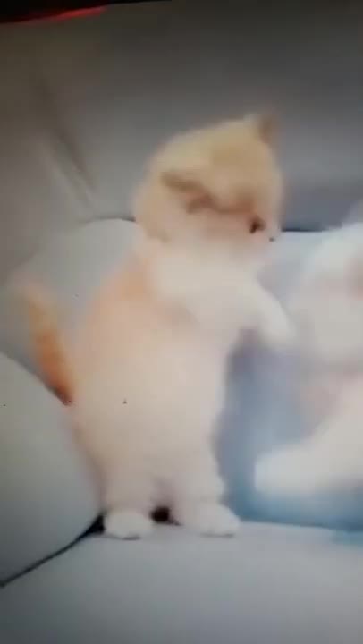 Cats and dogs _ cats meowing _ cats funny videos #shorts