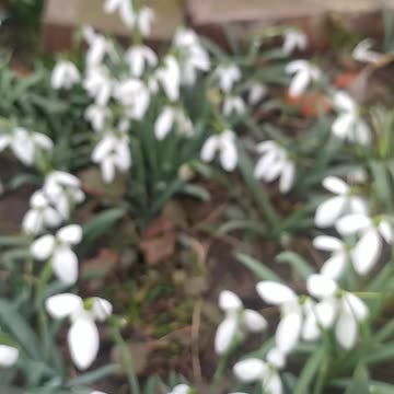 First flowers and bee, Luna and birds 🌼🌸🐕🐝🐞🦋🐛