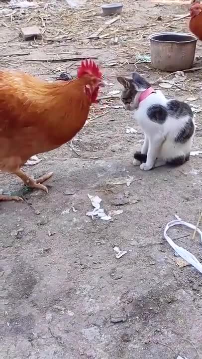 FUNNY ANIMALS VIDEOS