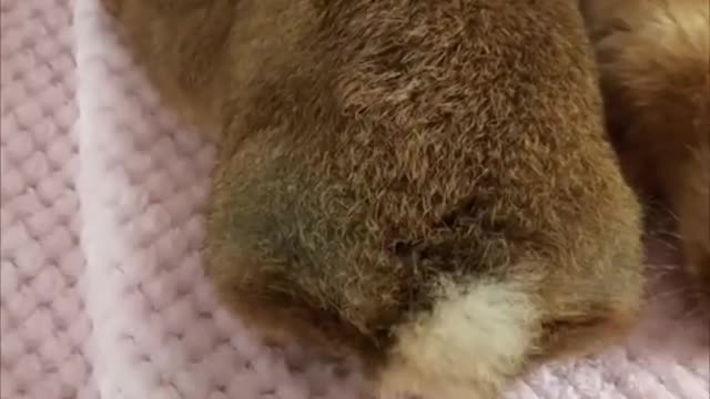 Adorable Rabbit Disapproves Owner Touching Its Tail|| #rumblevideo#animals#trandingvideo